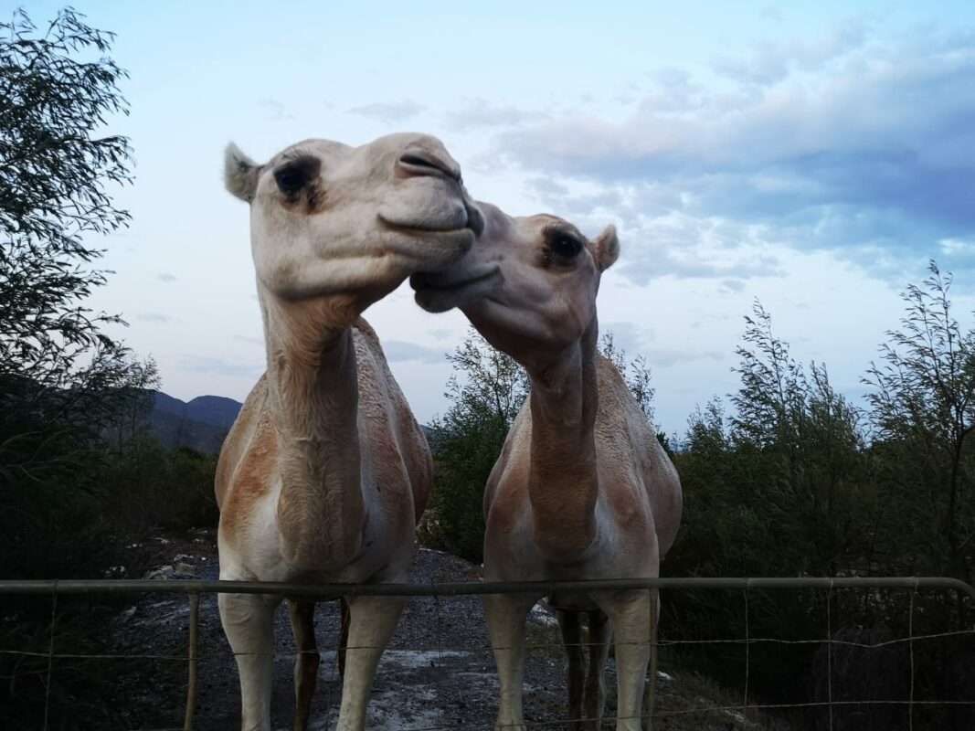 Camels 2